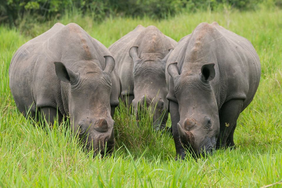 Some of the white rhinos to track on your 1 Day Ziwa Rhino Sanctuary, Uganda