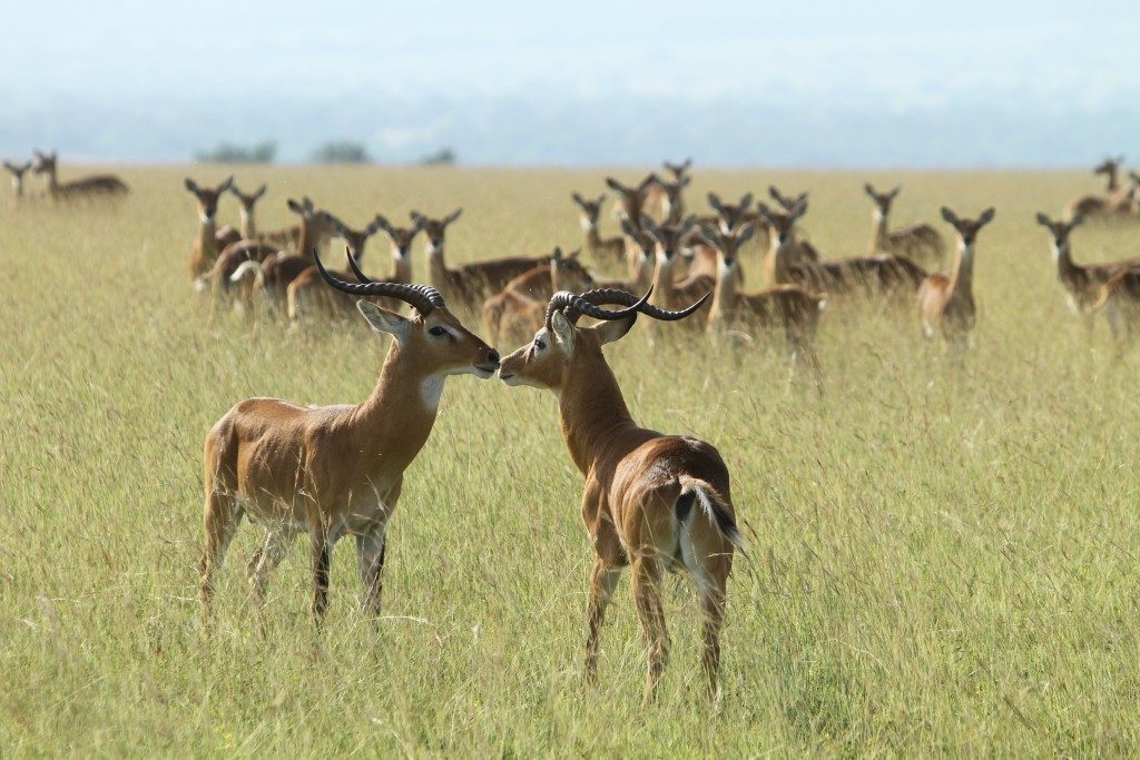 Ugandan kobs are among the many antelopes and wildlife species to be spotted in Kabwoya Wildlife Reserve.