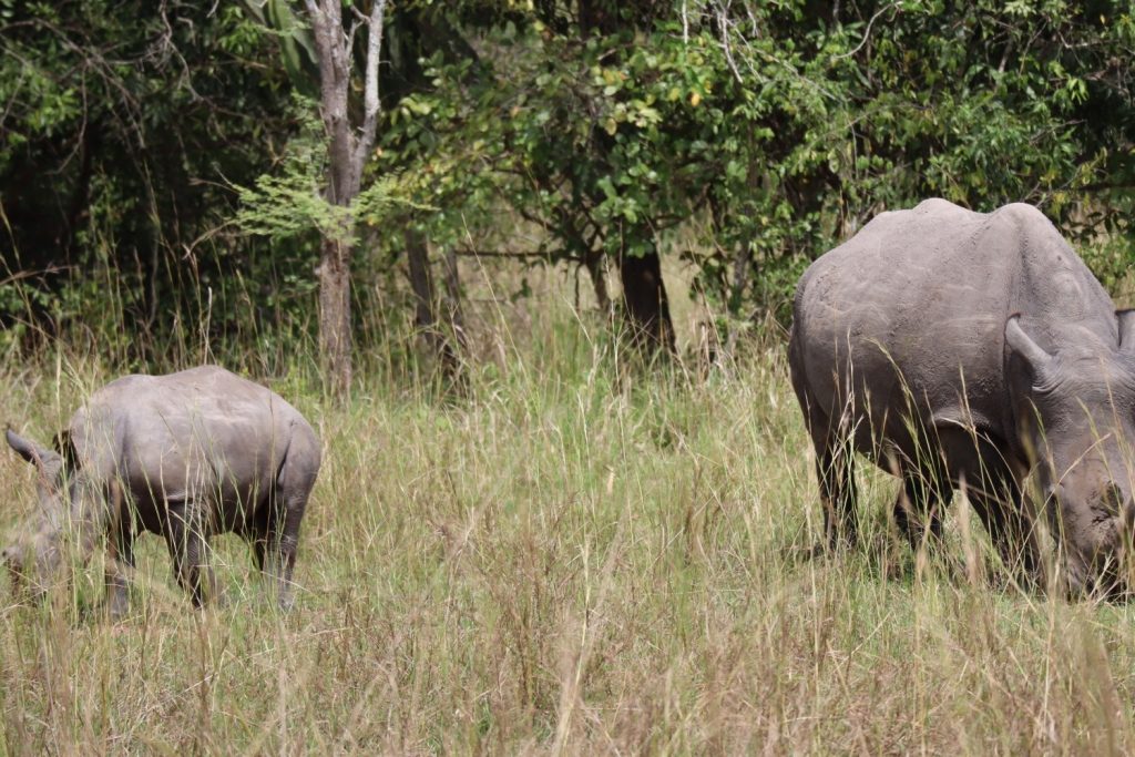 Rhino tracking at Ziwa Rhino Sanctuary, which is part of the 2-day Murchison Falls safari.