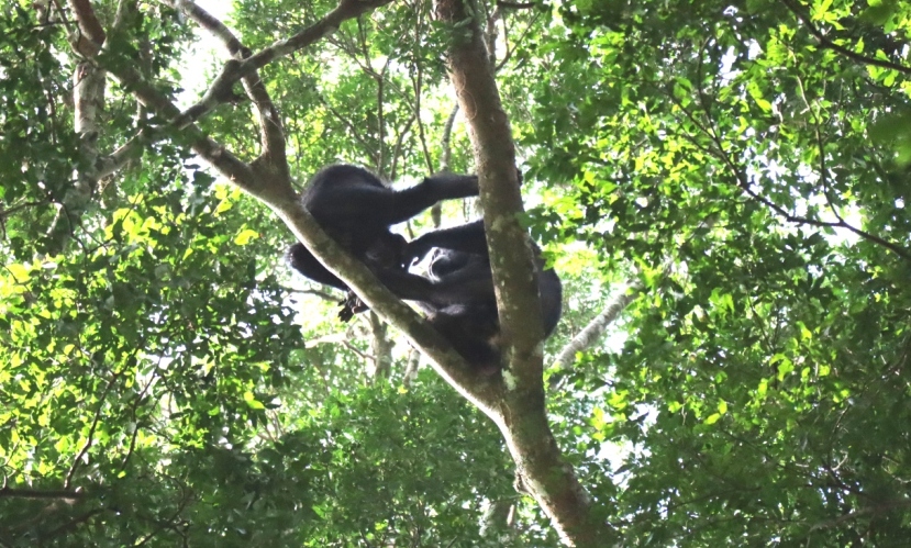 Playful chimpanzees at the top of a tree foraging for food, in Kaniyo-Pabidi & Rabongo Forests area.