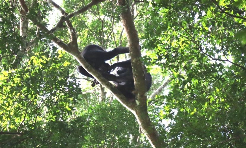 A view of chimpanzees on top of the tree in Budongo Forest, Murchison Falls National Park, Uganda.