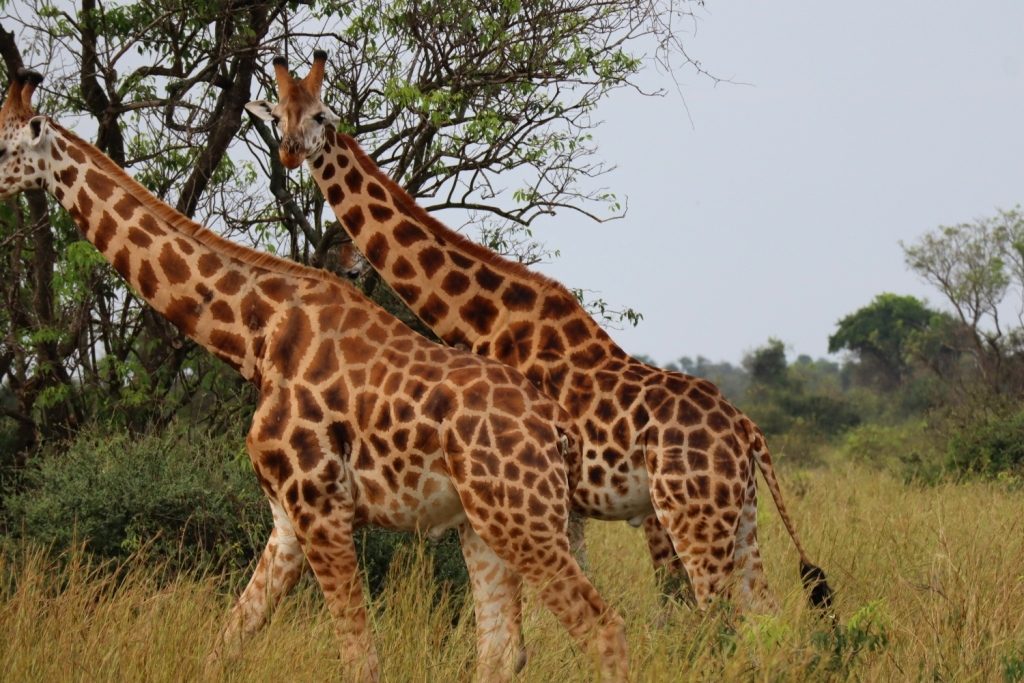A view of giraffes along Bugili game track in Murchison Falls National Park, Uganda.