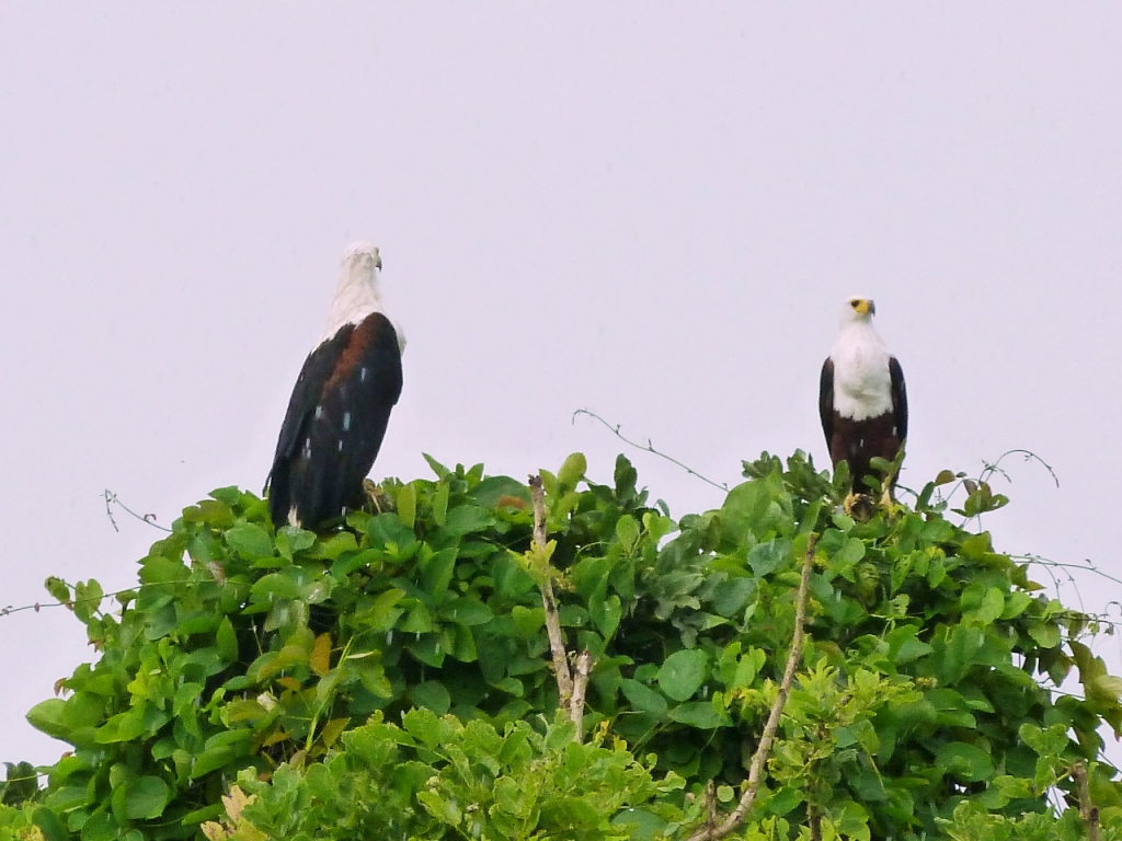 A pair of giant African fish eagles on top of a tree, as some of the bird species to see in Murchison Falls National Park.