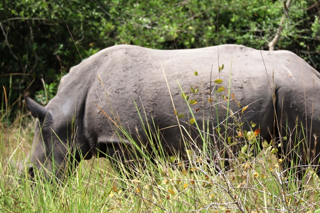 ziwa rhino sanctuary