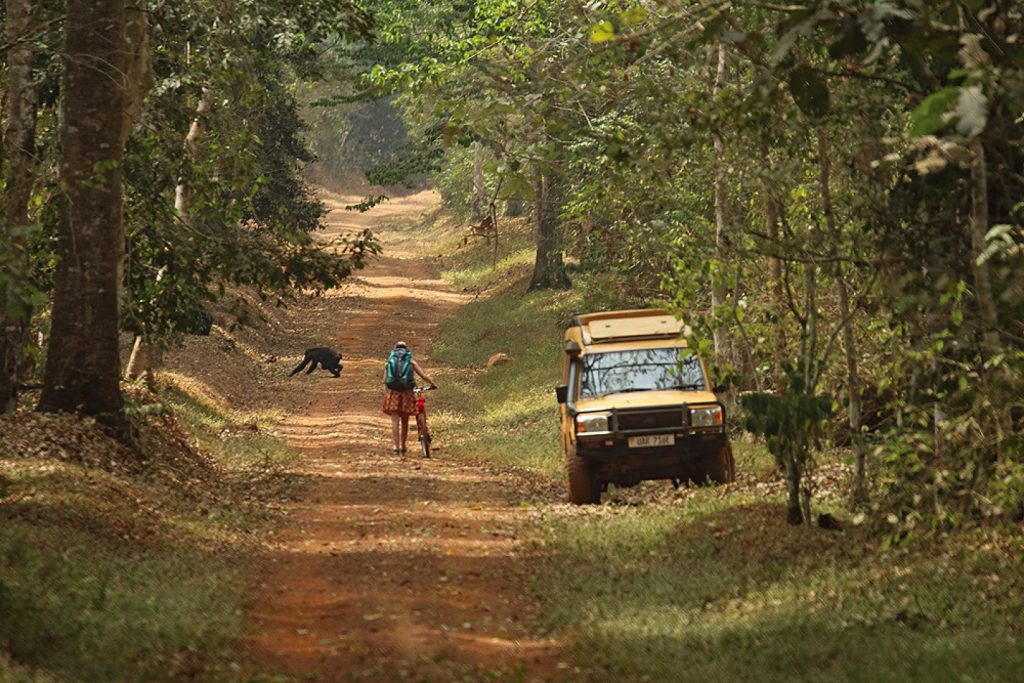 Visitors viewing chimpanzees in Budongo forest near Murchison Falls National Park, one of the routes to the Park, with a more favourable distance.