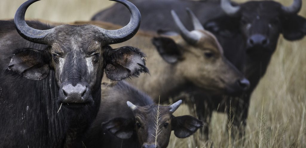 A herd of buffaloes spotted in Murchison Falls National Park form part of the Murchison Falls mammals.