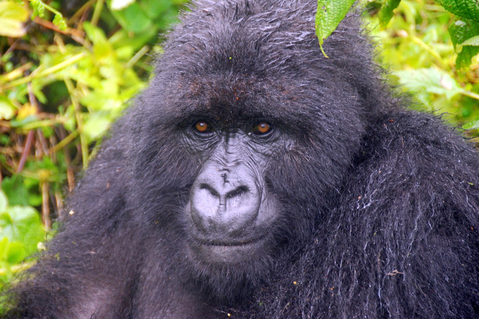 A closer look in the eyes of a female mountain gorilla in Bwindi Impenetrable National Park