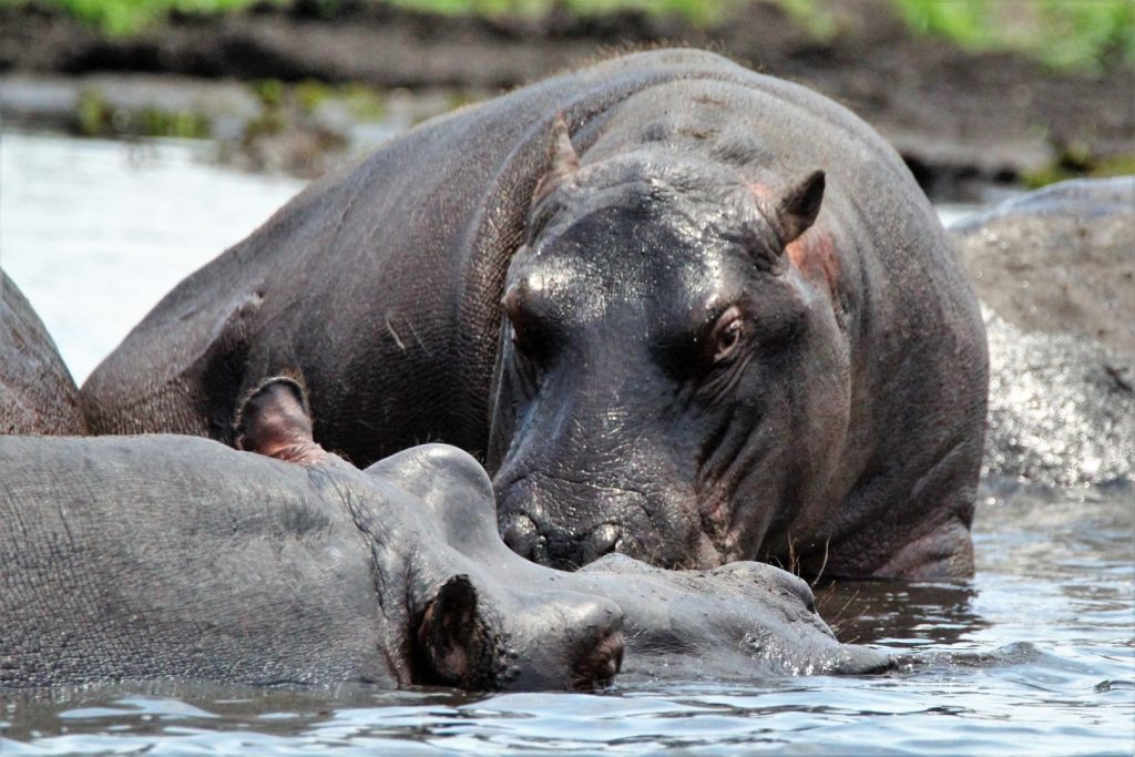 Hippos along the Nile are some of the most common sightings among Murchison Falls wildlife species.