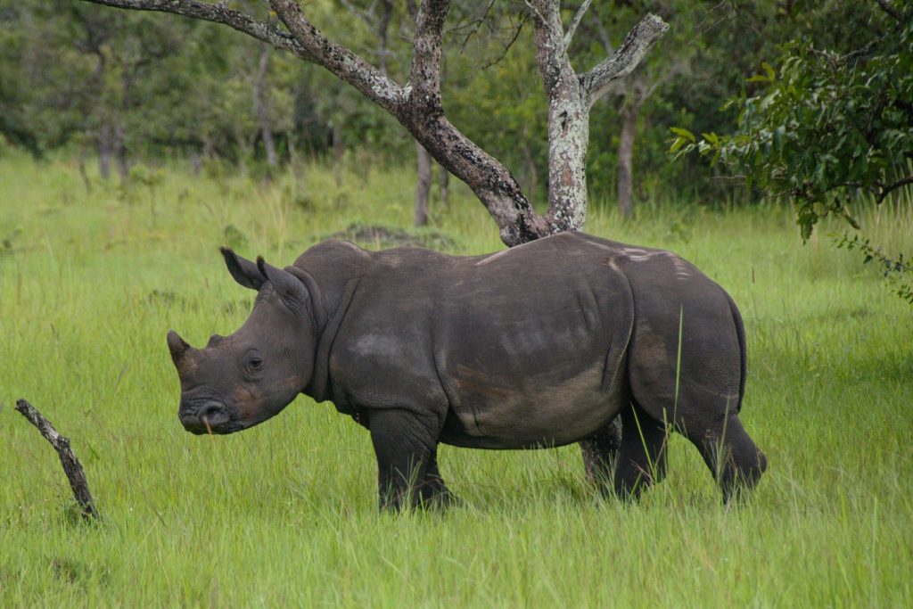 Enjoying a rhino tracking moment at Ziwa Rhino Sanctuary, which is part of the 2-day budget wildlife safari.