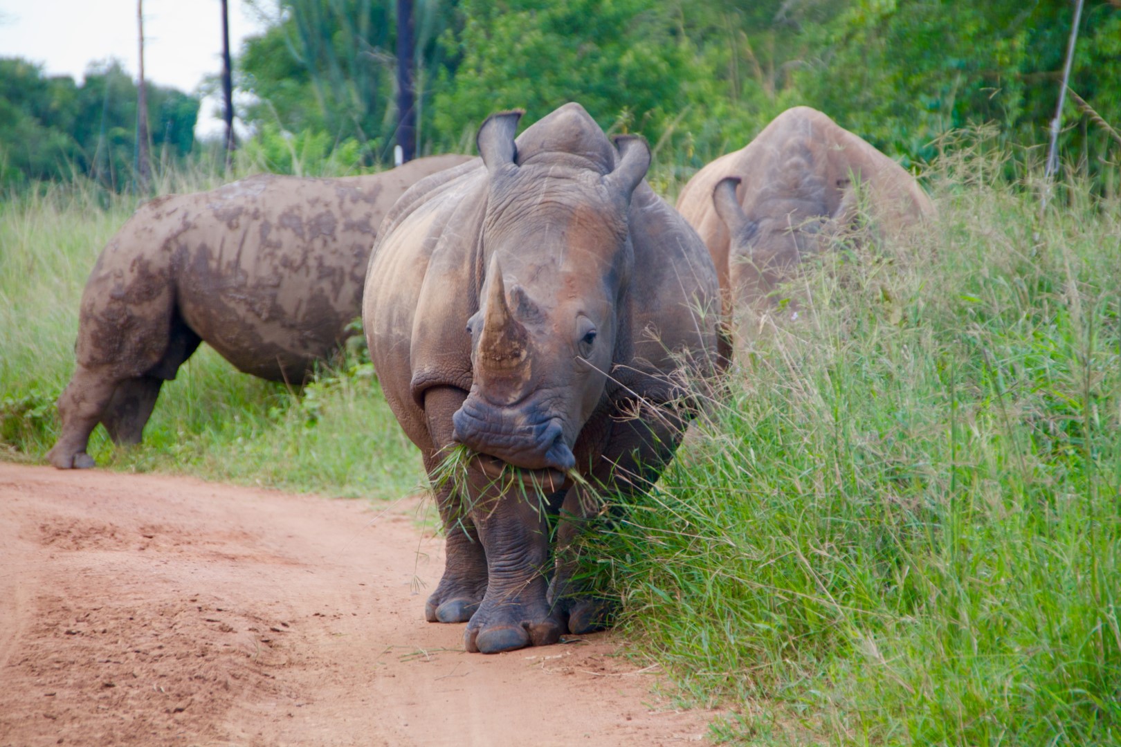 Some of the white rhinos at Ziwa Rhino Sanctuary, Uganda