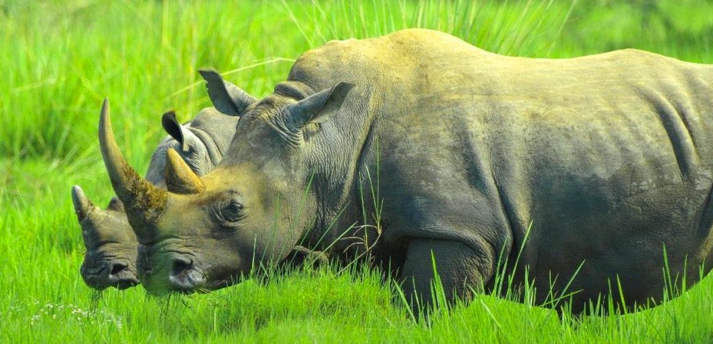 Rhinos at Ziwa Rhino Sanctuary, Murchison Falls National Park