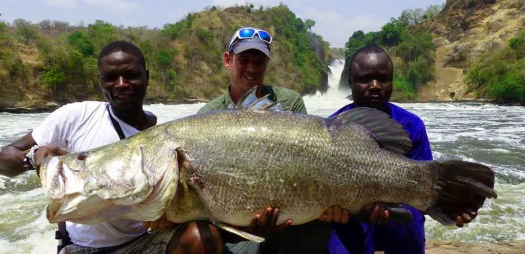 A guest together with his handlers holding a large Nile perch caught while sport fishing in Murchison Falls National Park